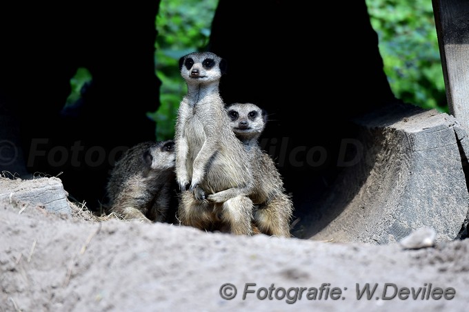 MediaTerplaatse stokstaartjes jong WPF 01092017 Image00002