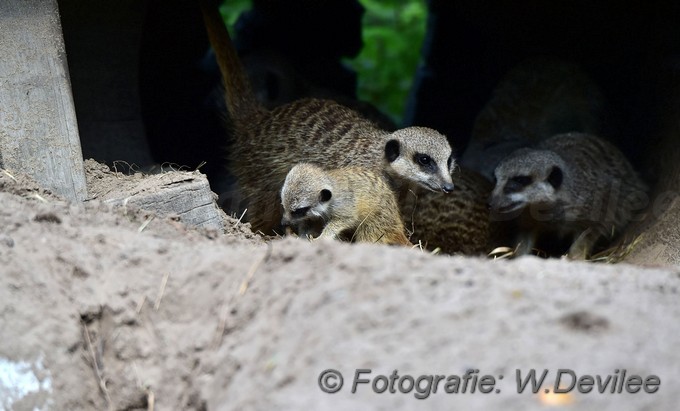 MediaTerplaatse stokstaartjes jong WPF 01092017 Image00004